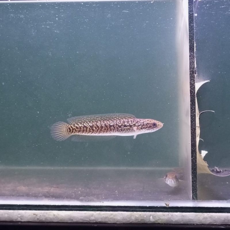 Asiatica Rs Pure Bahan Agresif Berkualitas Bagus