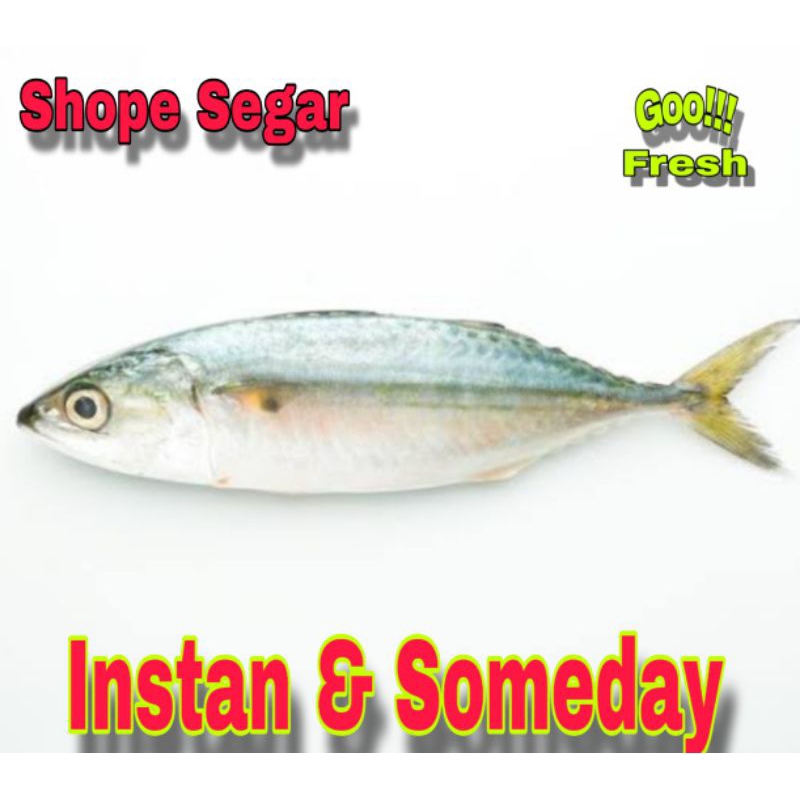

Ikan Kembung Segar Ikan Fresh Kembung Banjar 400/500 gram