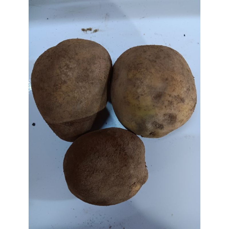 

kentang dieng besar 500gr
