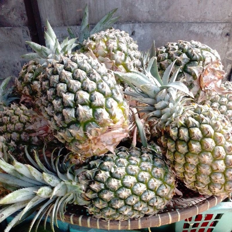 

nanas bogor 1pcs Rp. 13rb