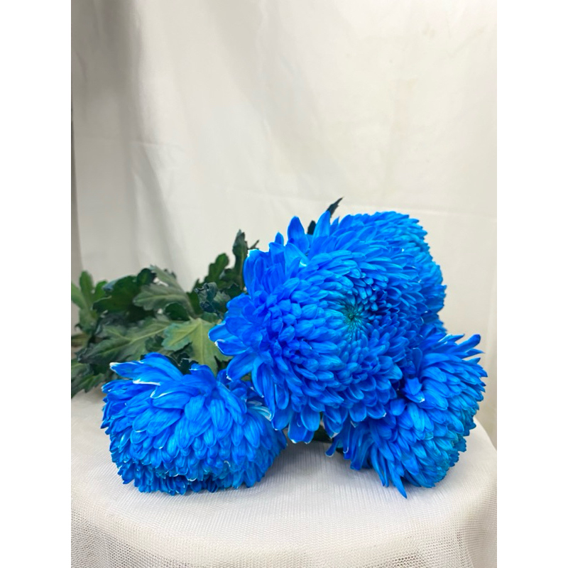 peonymum blue import bunga potong/bunga segar