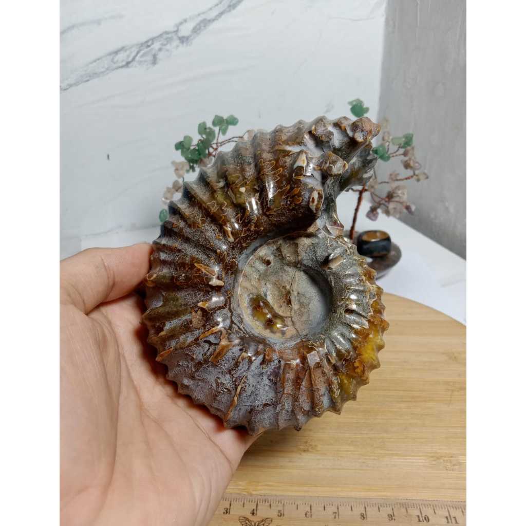 Batu Natural Horn Ammonite Fossil Keong (3)