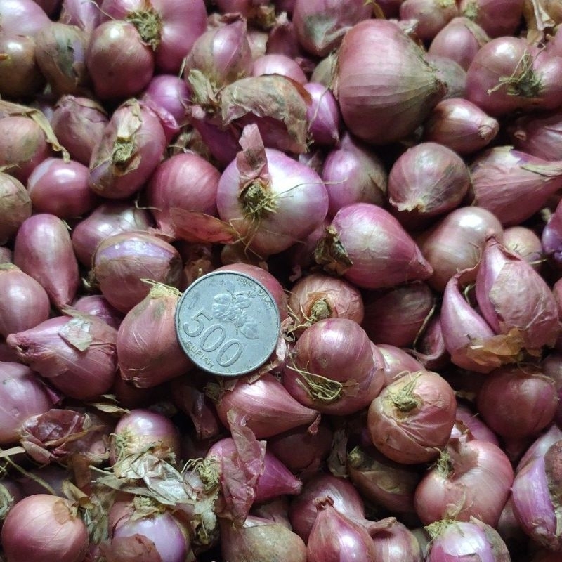 

bawang merah lokal kdr