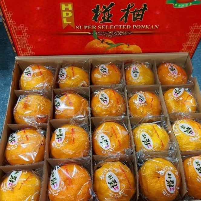 

BUAH JERUK PONKAM MANDARIN FRESH 1 KG