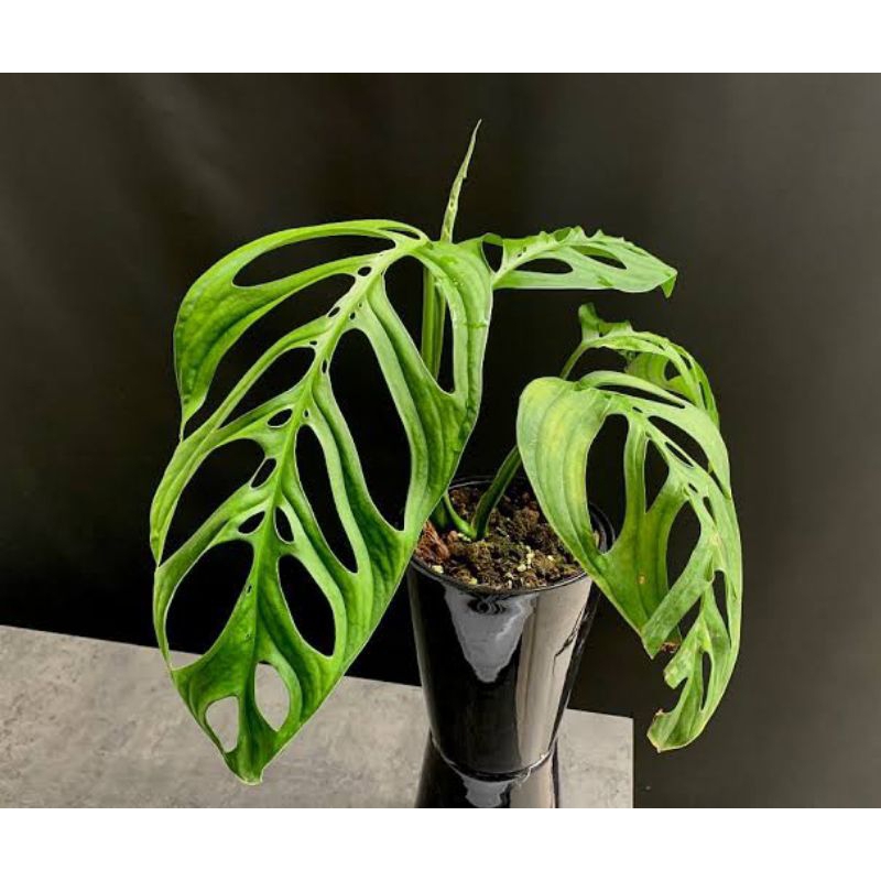 Monstera Esqueleto / Monstera Epipremnoides / Tanaman Hias Monstera Esqueleto
