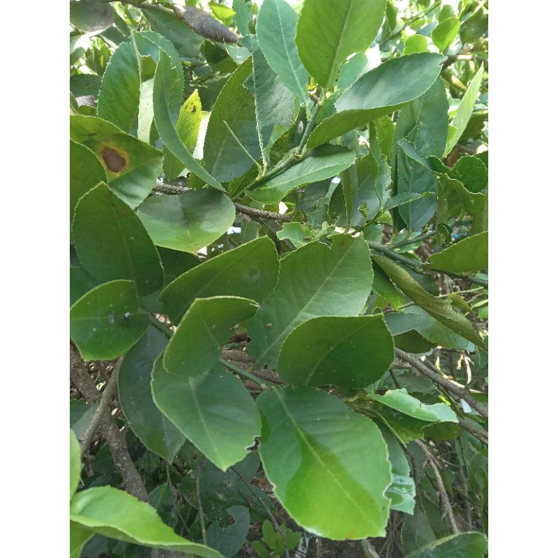 

DAUN JERUK LEMON JAWA