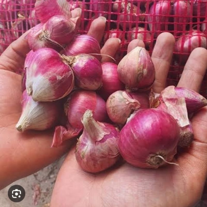 

Bawang Merah Nganjuk 1 kilogram ukuran sedang kualitas premium