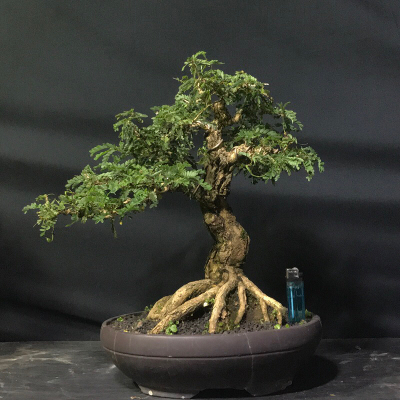 BONSAI ASEM SARAF MEDIUM PROSPEK