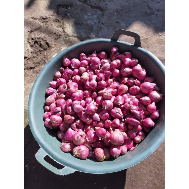 

bawang merah probolinggo