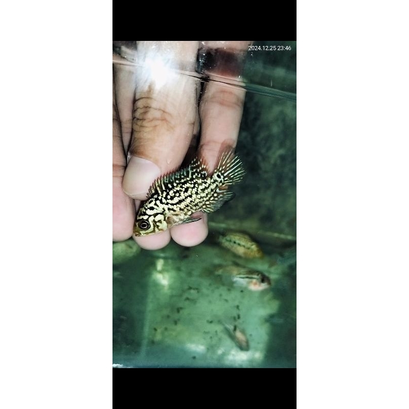 kamfa F2 Thailand bahan