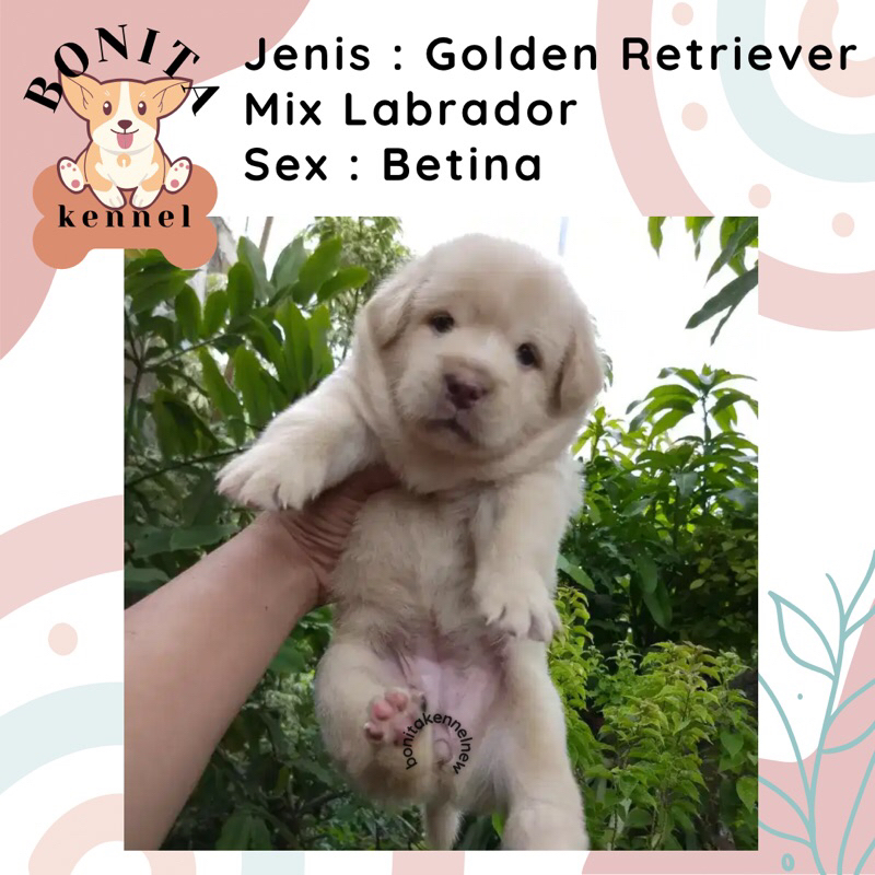 Golden Retriever Mix Labrador Anak Anjing Jantan Betina