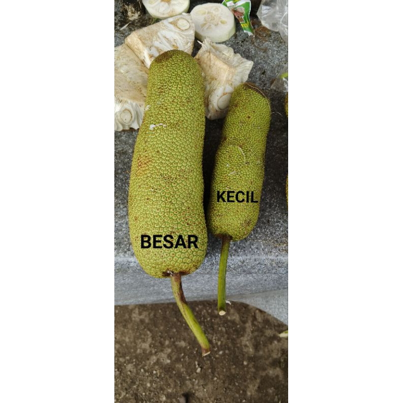 

TIWADAK ANUM // CEMPEDAK MUDA UKURAN KECIL