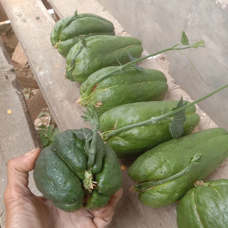 

BIBIT LABU SIAM jumbo BANDUNG BARAT 1..BIBIT beli.5bonus 1