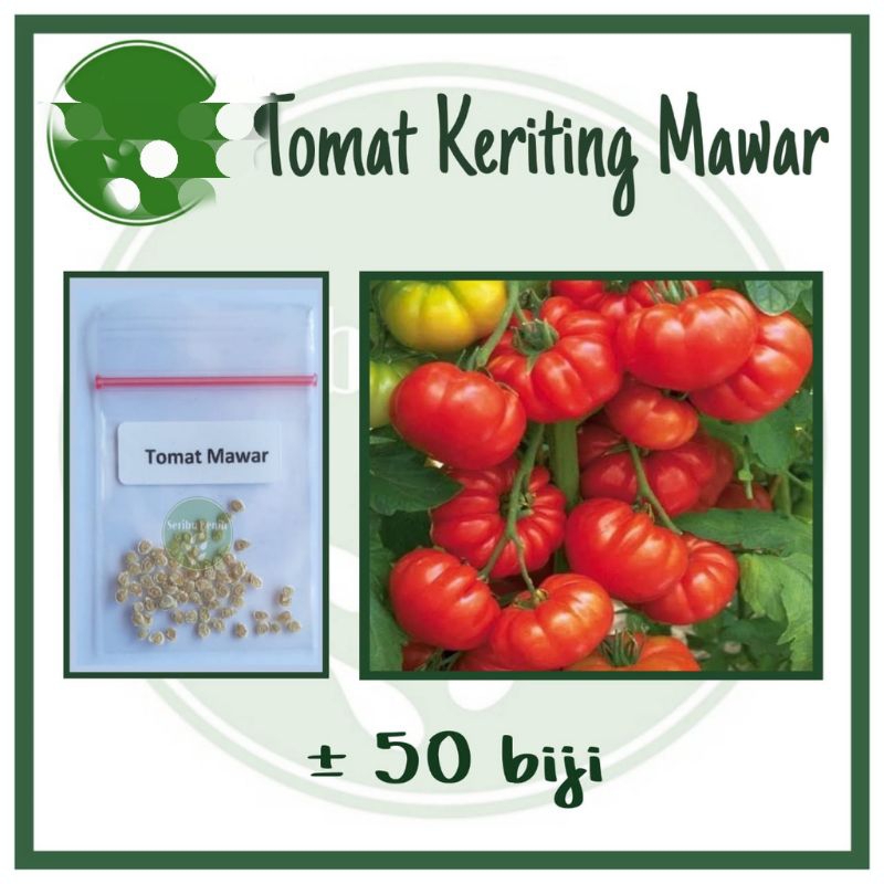 

Benih Tomat Kering Mawar