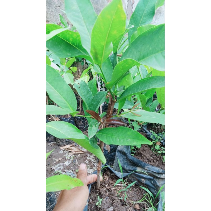 bibit  jambu air 3 dimensi 1pohon 3jenis