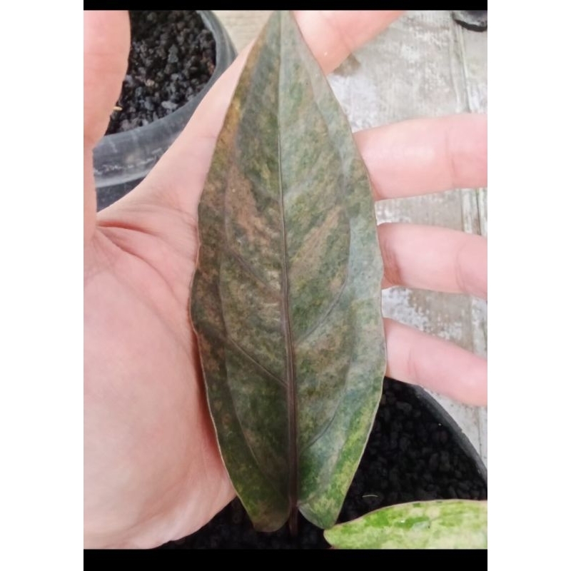 anthurium hokeri pink red samantha