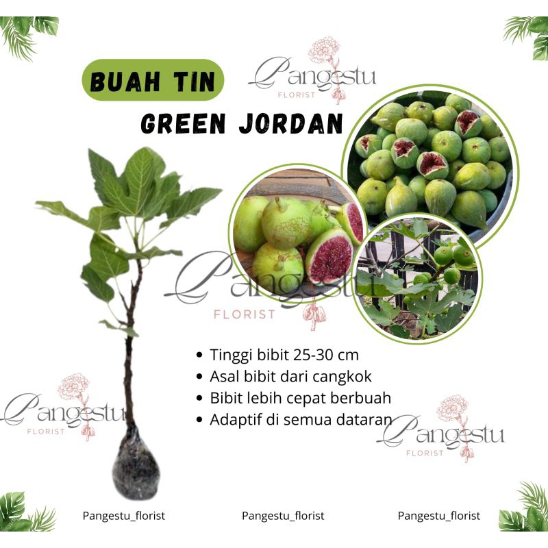 

Bibit Tanaman Buah Tin Green Jordan