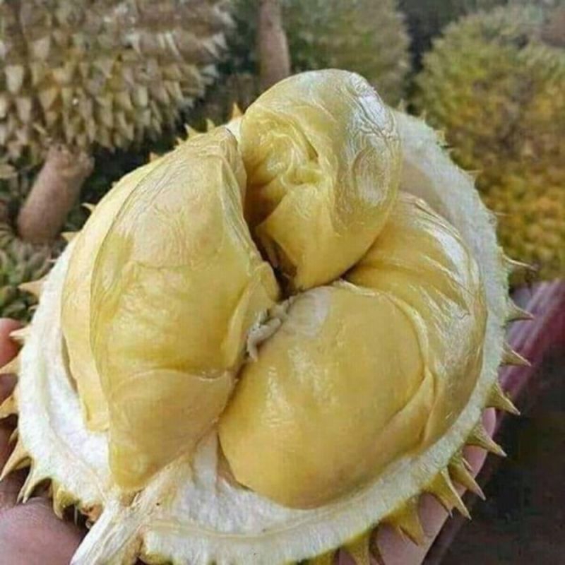 

Durian Montong Bulat bersama kulit 1kg//