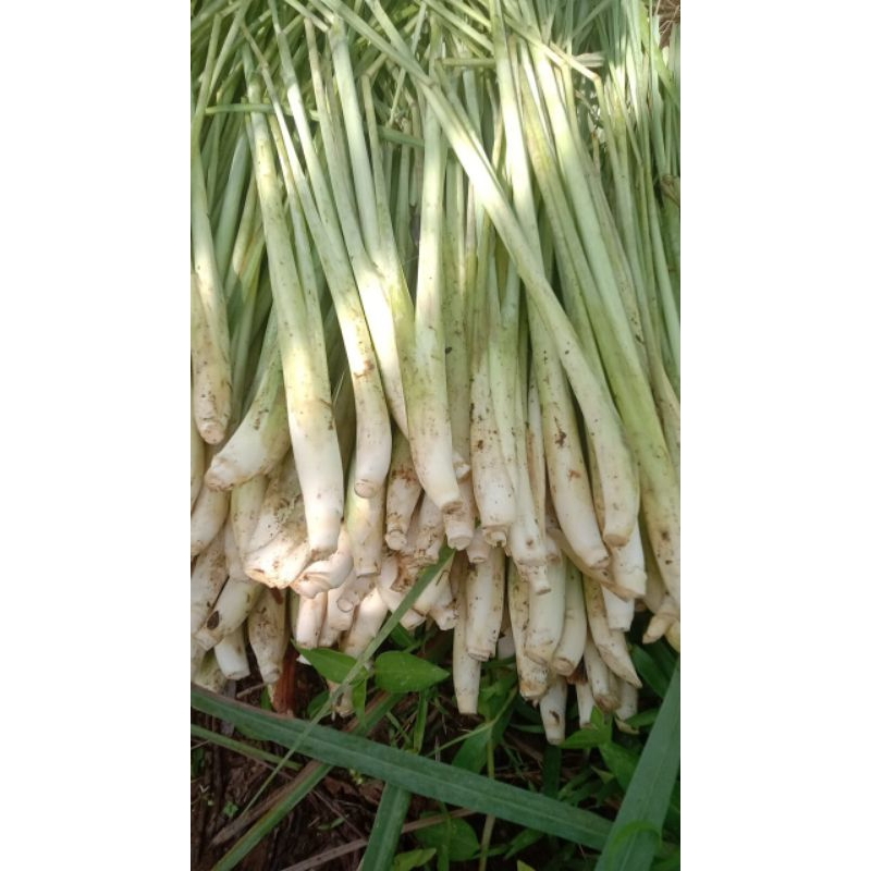 

sereh 1kg