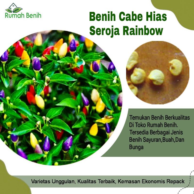 Benih Cabe Hias Seroja Rainbow / Bibit Benih Cabe Pelangi / Biji Benih Cabe Seroja IPB / Benih Cabe 
