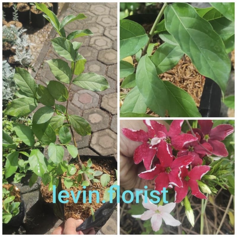 [ BANGKOK ] Quisqualis indica / melati belanda bunga besar rambat merambat daun besar bunga tidak tu