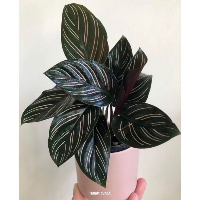 Tanaman Hias Calathea Ornata | Calathea Batik | Ornata Batik