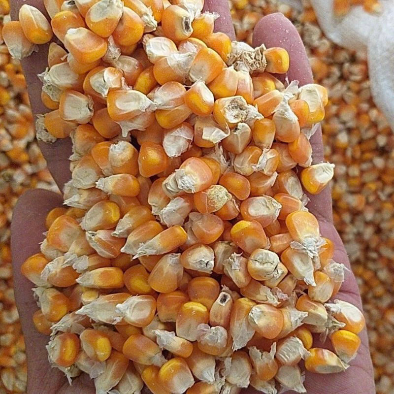 

JAGUNG KERING PIPIL 1kg