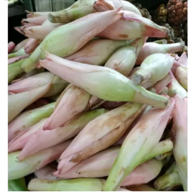 

bunga kecombrang/ rombeh segar 500 gram