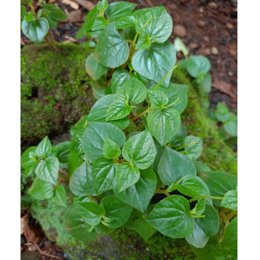 

Sirih cina - sirih bumi segar 250 grm