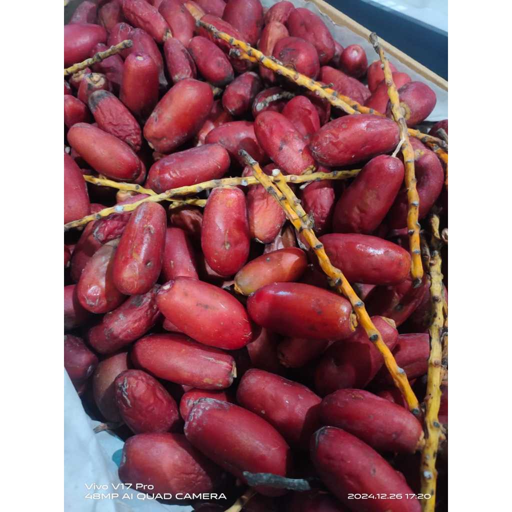 

Kurma Muda Merah Promil 100 gr Fresh Mengkel