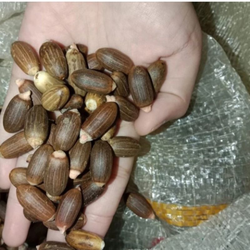 

biji melinjo/biji Tangkil fresh 1kg 39500