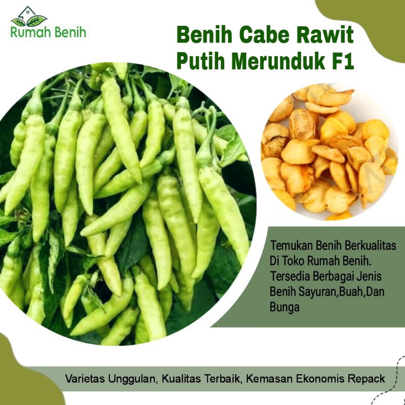 Benih Cabe Rawit Putih Merunduk Super F1 / Bibit Cabe Rawit Putih Merunduk Hormat / Biji Benih Cabe 