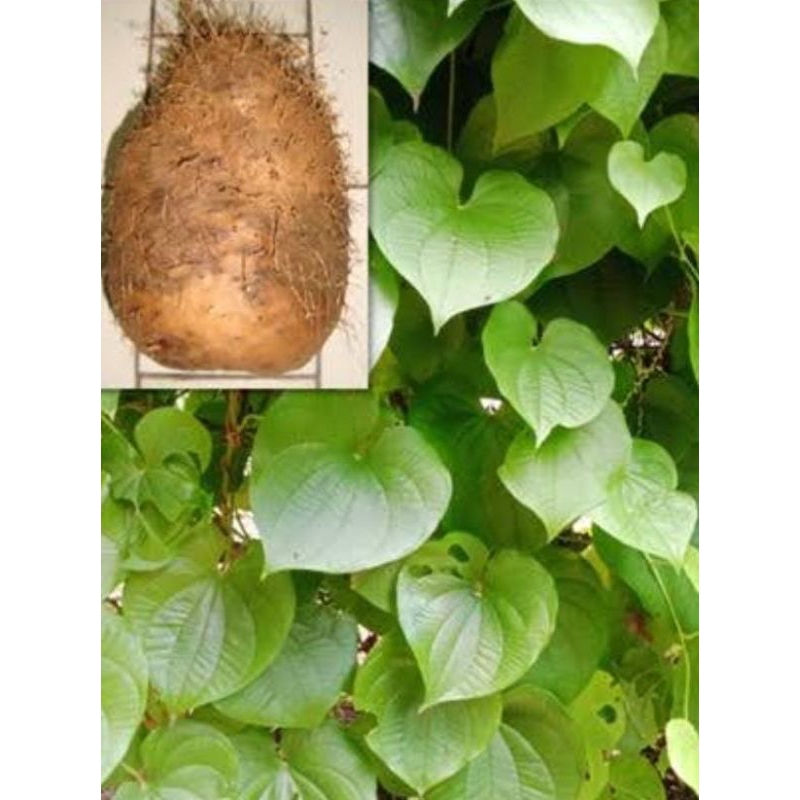 

Daun Gembili Segar 250 Gram Fresh Obat Herbal Tradisional Murah Baru Ambil