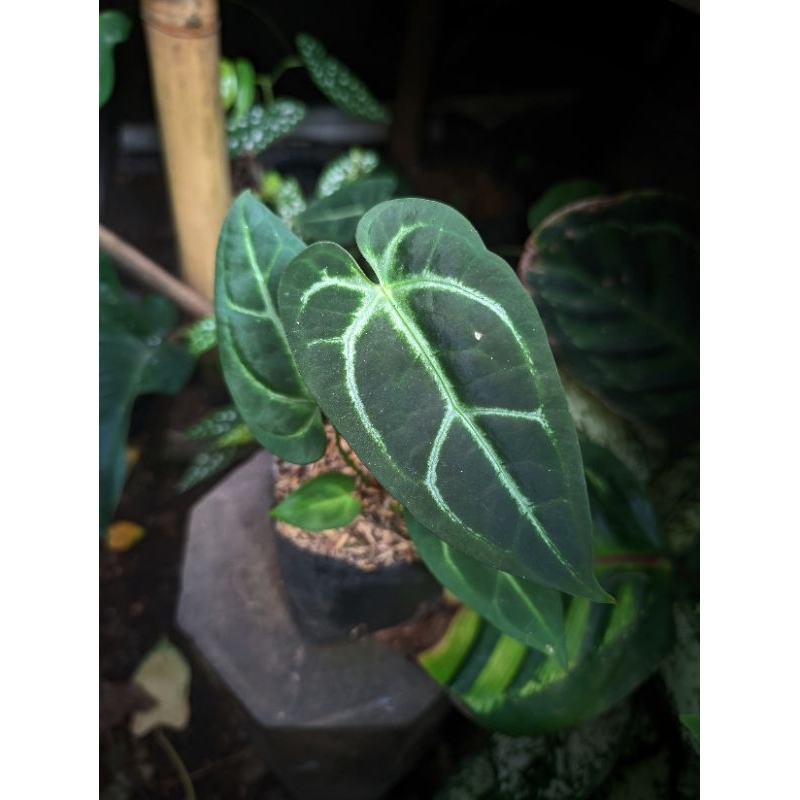 kuping gajah Black Crystallinum Anthurium black crystalinum