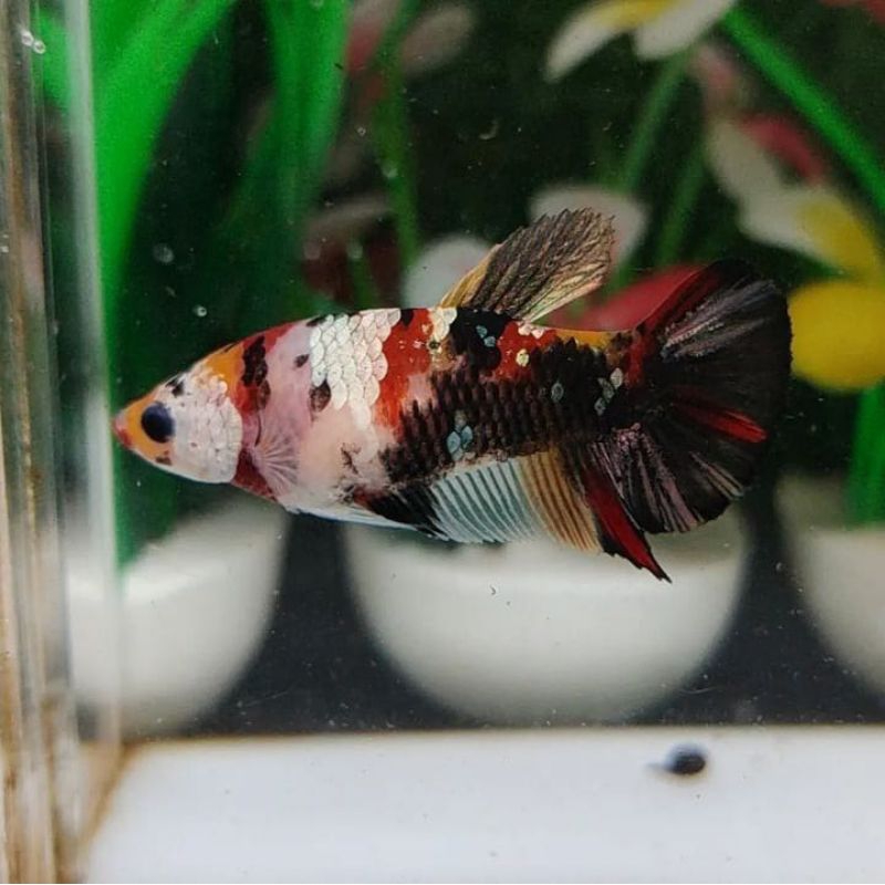 kebutuhan aquarium cupang koi copper