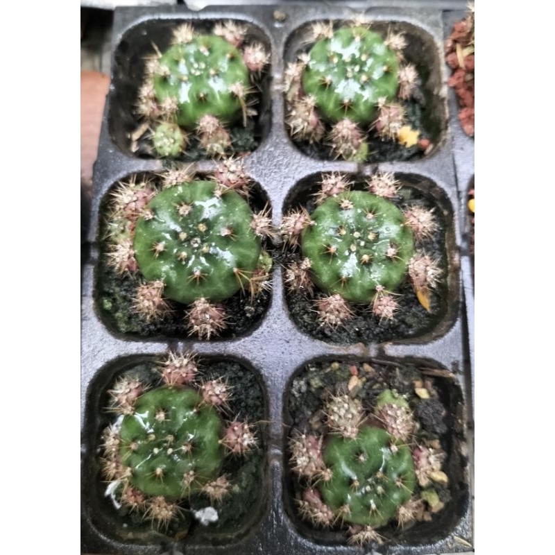 kaktus Gymnocalycium Mihanovichii dan Damsii Purple