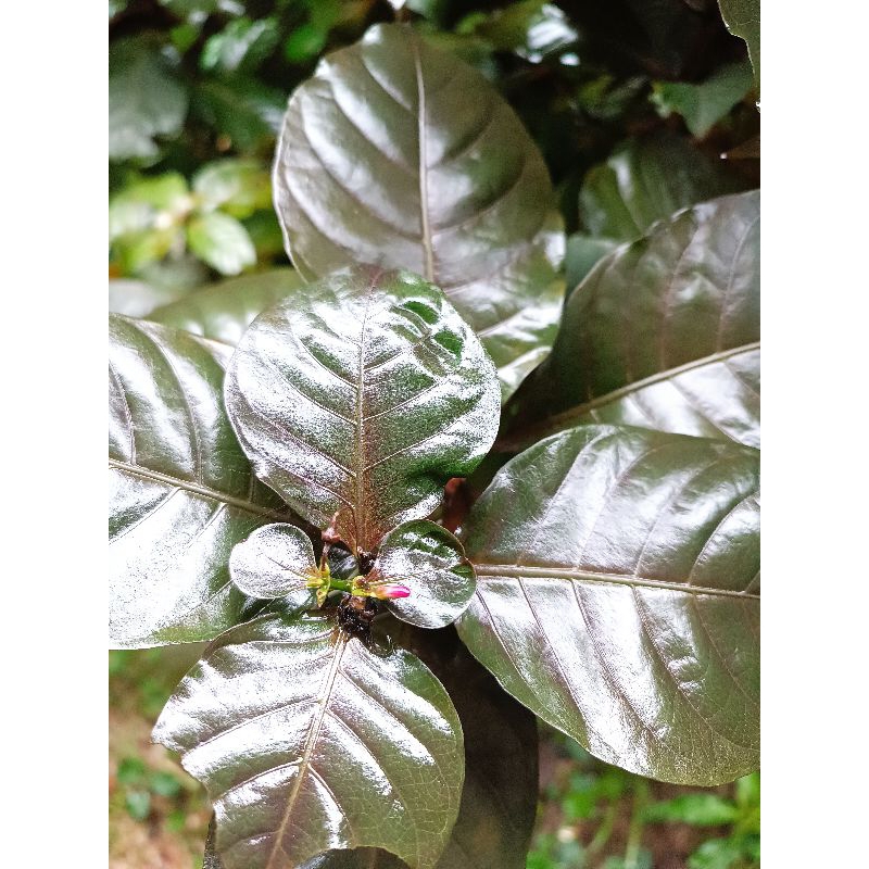 

Herbal Daun Ungu segar, Daun Handeuleum obat wasir