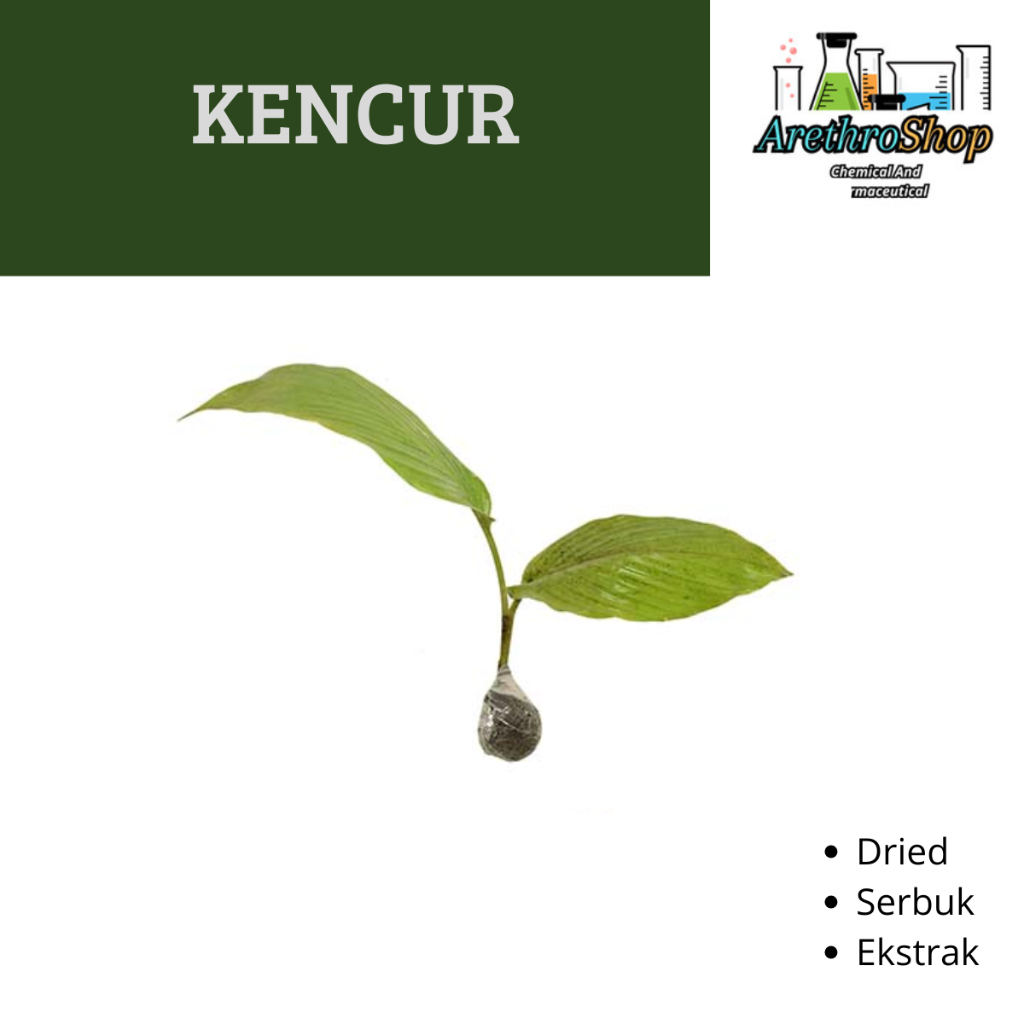 

EKSTRAK DAUN KENCUR 10 GRAM BEST PRODUCT