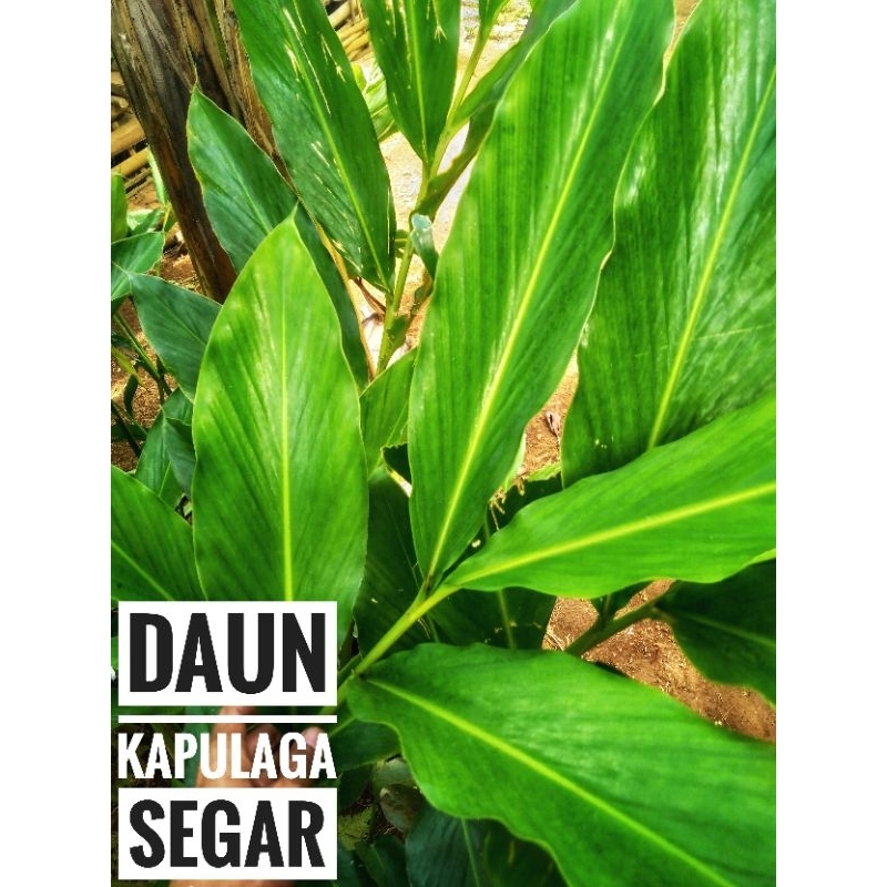 

Daun Kapulaga Segar 300 Gram