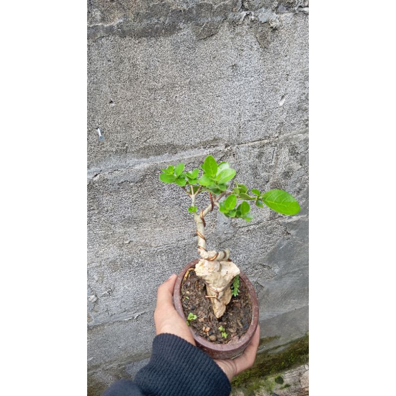 Tanaman Hias Bonsai Sancang On the rock/ Sancang/ mame / on the rock