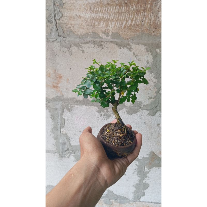 Bonsai Mini imut / Bonsai Mini / free pot / Sancang