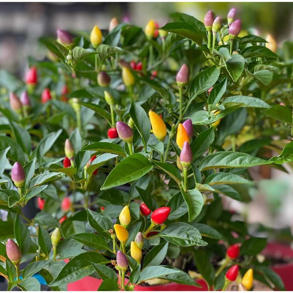 Bibit Biji Cabe Pelangi 5 Biji Bibit Cabe Rainbow Biji Murah Benih Berkualitas Benih Cabe