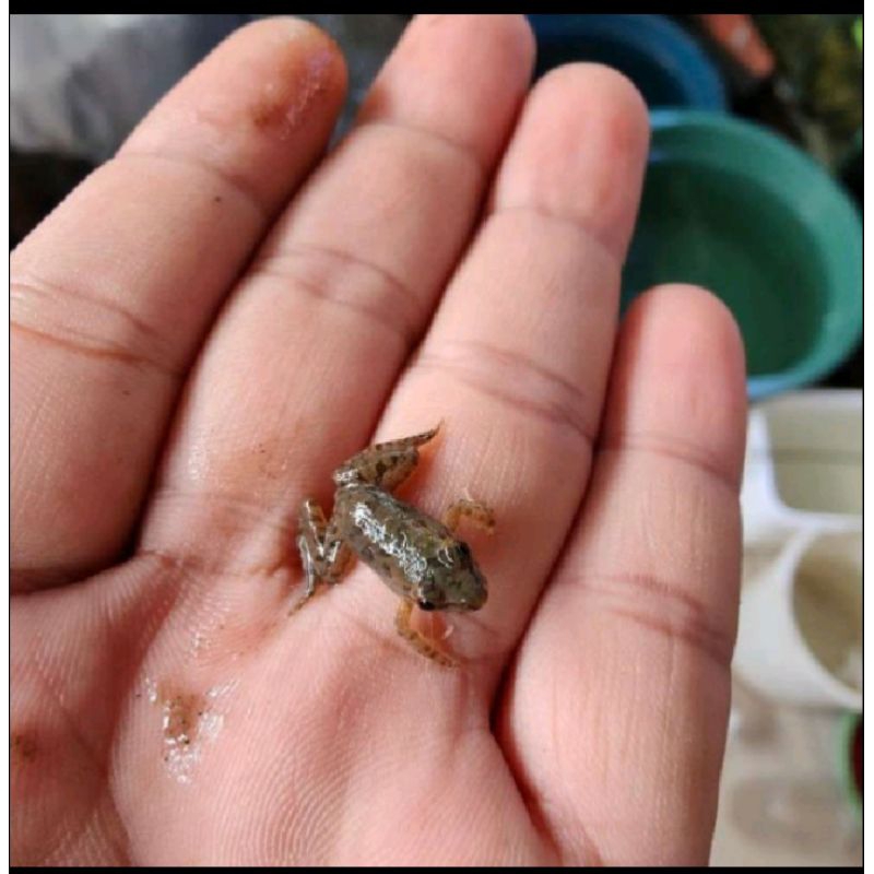 Katak Sawah Kecil Hidup/Kodok Sawah Fress