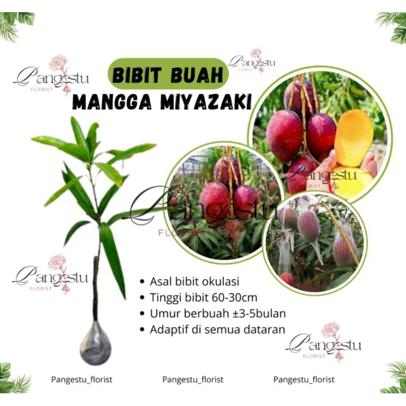 

Bibit Tanaman Buah Mangga Miyazaki