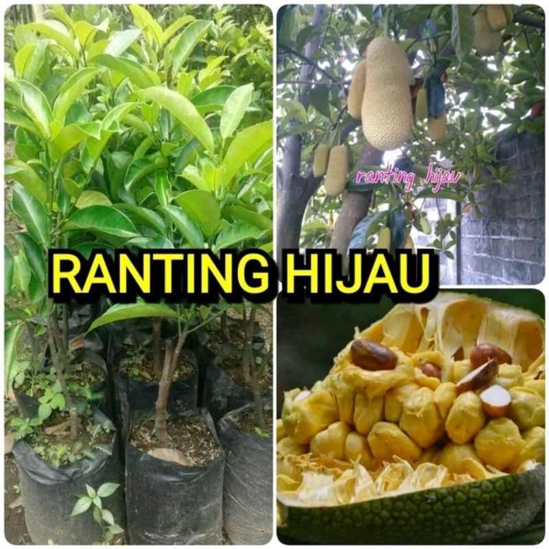 BIBIT BUAH CEMPEDAK  - BIBIT CEMPEDAK OKULASI