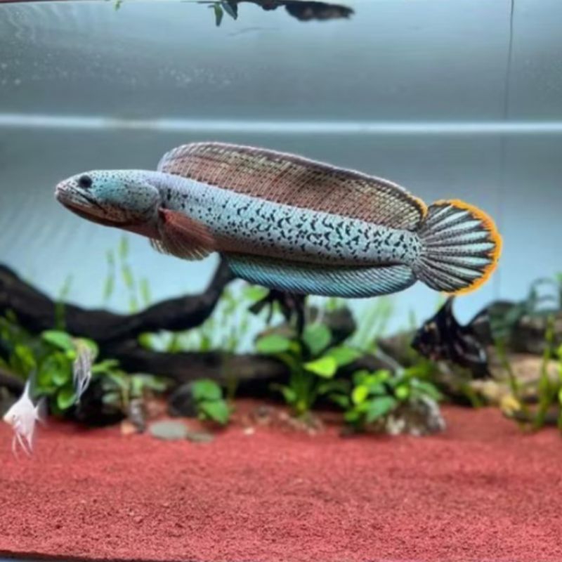 Channa Barca WC India Import 3-5CM