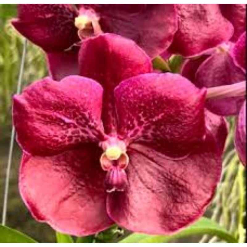 vanda jumbo similian red
