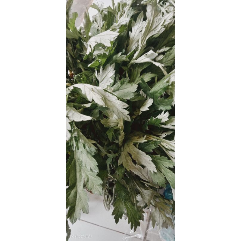 

daun kenikir/daun ranamidang 400 grm