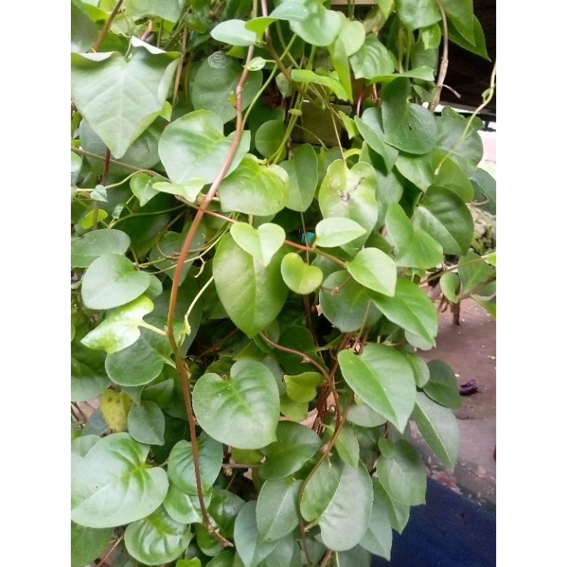 

daun binahong segar 500 grm