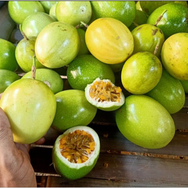 

Buah markisa kuning segar 1kg petik langsung